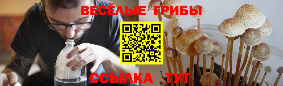 Псилоцибиновые грибы Cubensis Серпухов